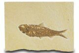 Detailed Fossil Fish (Knightia) - Wyoming #331068-1